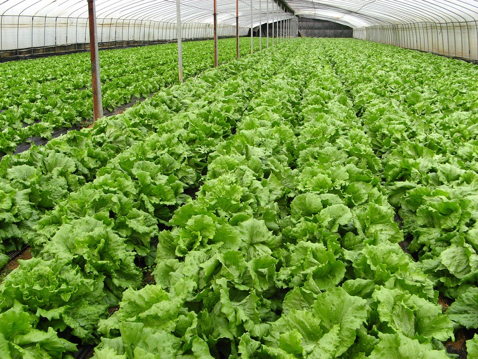 Farming Service